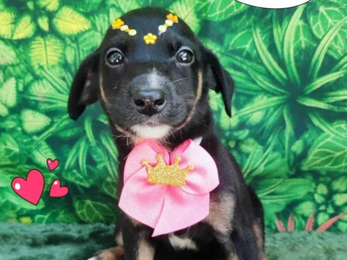 Cachorro ra a SRD-ViraLata idade 2 a 6 meses nome princess