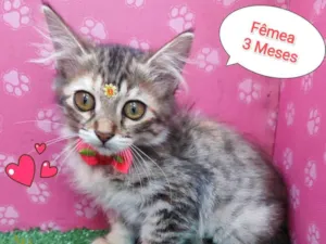Gato raça SRD-ViraLata idade 2 a 6 meses nome riqueza 