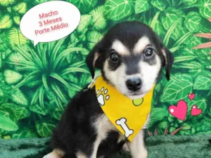 Cachorro raça SRD-ViraLata idade 2 a 6 meses nome tiago iorc