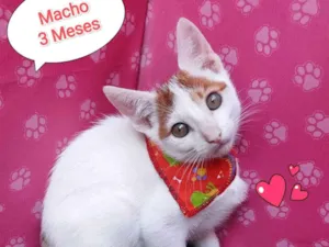 Gato raça SRD-ViraLata idade 2 a 6 meses nome lindo