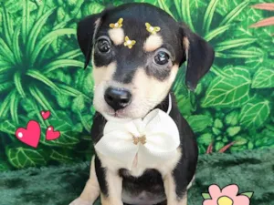 Cachorro raça SRD-ViraLata idade 2 a 6 meses nome linda