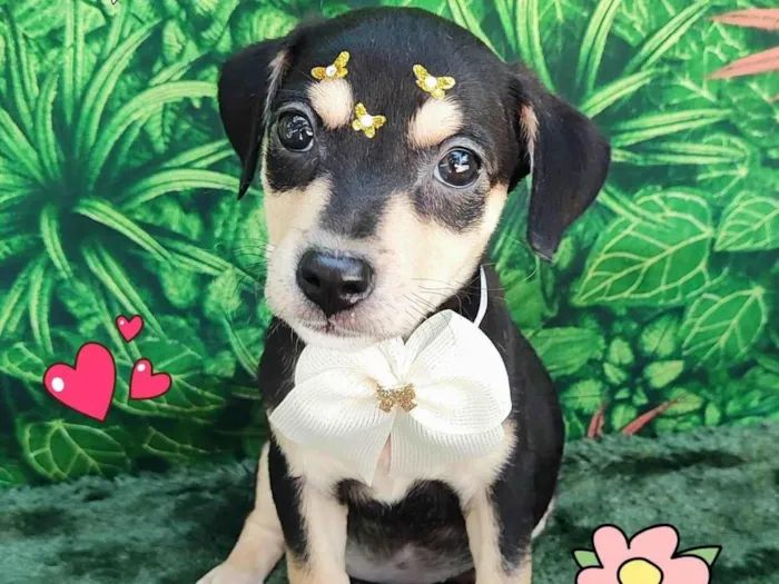 Cachorro ra a SRD-ViraLata idade 2 a 6 meses nome linda