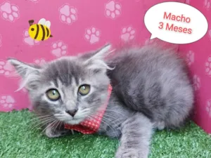 Gato raça SRD-ViraLata idade 2 a 6 meses nome bruno mars