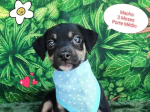 Cachorro raça SRD-ViraLata idade 2 a 6 meses nome leo