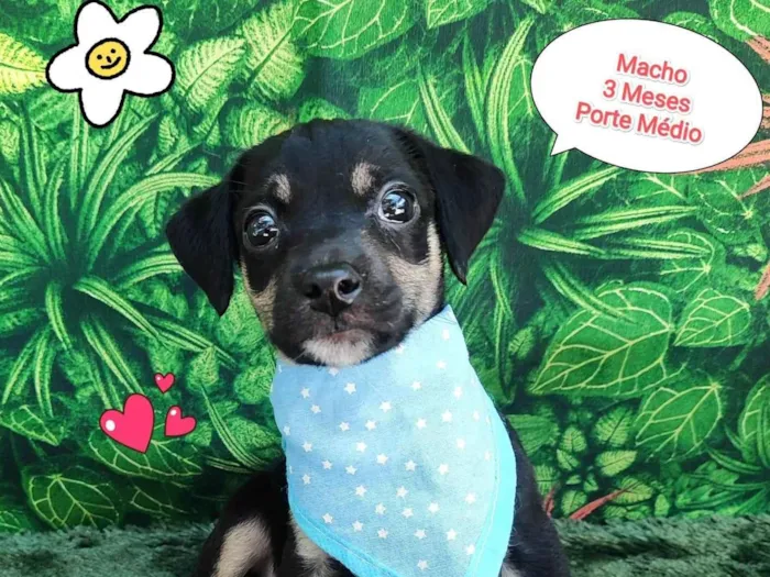 Cachorro ra a SRD-ViraLata idade 2 a 6 meses nome leo