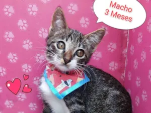 Gato raça SRD-ViraLata idade 2 a 6 meses nome yuri