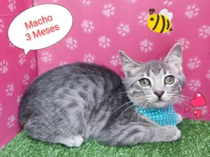 Gato raça SRD-ViraLata idade 2 a 6 meses nome believe