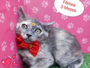 Gato raça SRD-ViraLata idade 2 a 6 meses nome yara