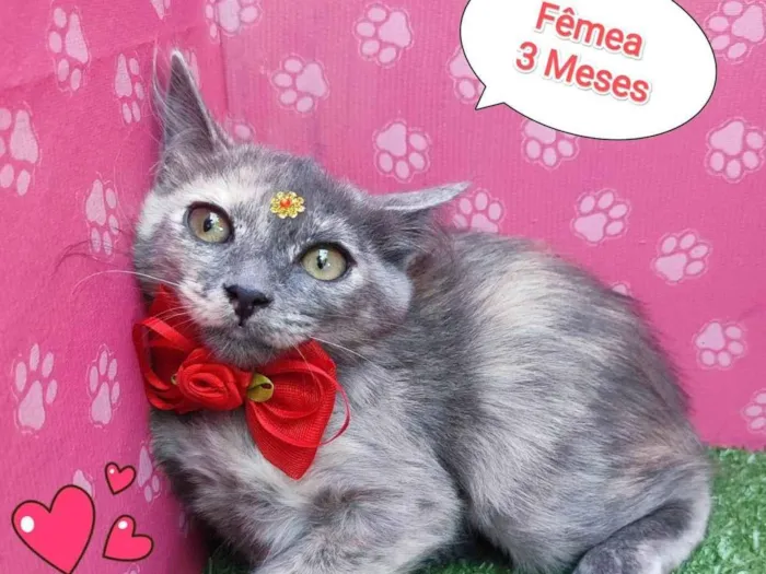 Gato ra a SRD-ViraLata idade 2 a 6 meses nome yara