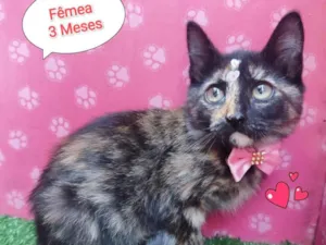 Gato raça SRD-ViraLata idade 2 a 6 meses nome flor