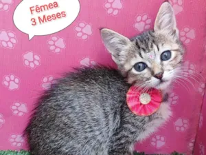 Gato raça SRD-ViraLata idade 2 a 6 meses nome margarida 