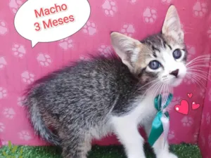 Gato raça SRD-ViraLata idade 2 a 6 meses nome zayn