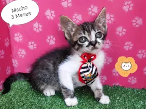 Gato raça SRD-ViraLata idade 2 a 6 meses nome urso