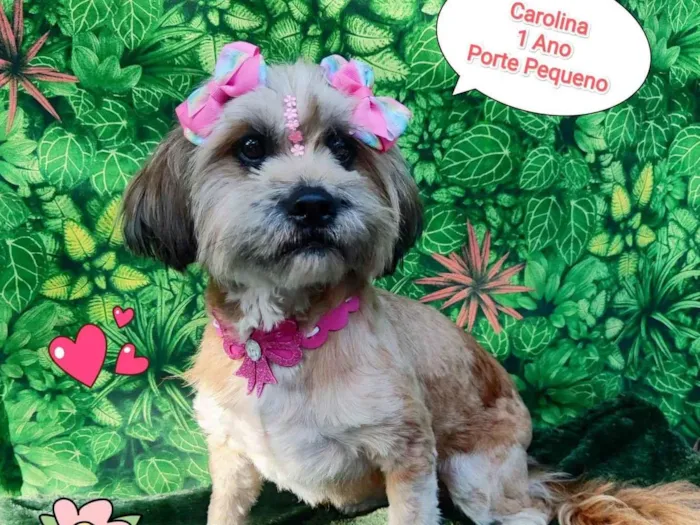 Cachorro ra a SRD-ViraLata idade 1 ano nome carolina