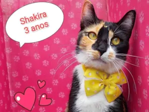 Gato raça SRD-ViraLata idade 3 anos nome shakira