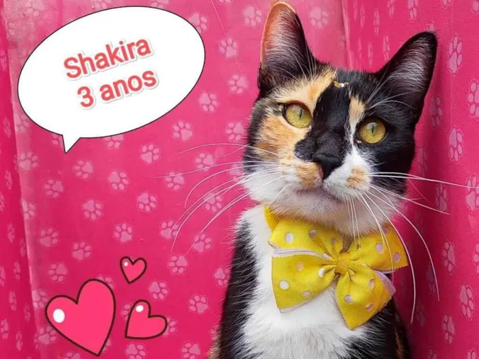 Gato ra a SRD-ViraLata idade 3 anos nome shakira