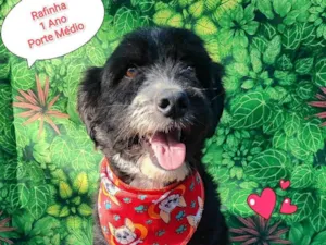 Cachorro raça SRD-ViraLata idade 1 ano nome rafinha