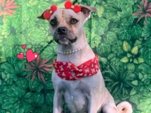 Cachorro raça SRD-ViraLata idade 2 anos nome kiara