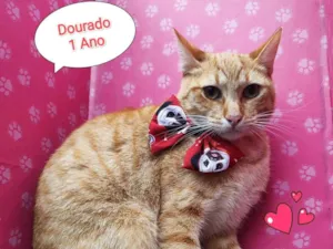 Gato raça SRD-ViraLata idade 1 ano nome dourado