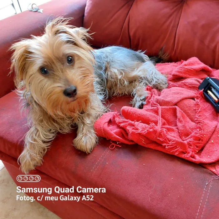 Cachorro ra a Yorkshire idade 7 a 11 meses nome Odin 