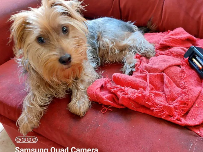 Cachorro ra a Yorkshire idade 7 a 11 meses nome Odin 