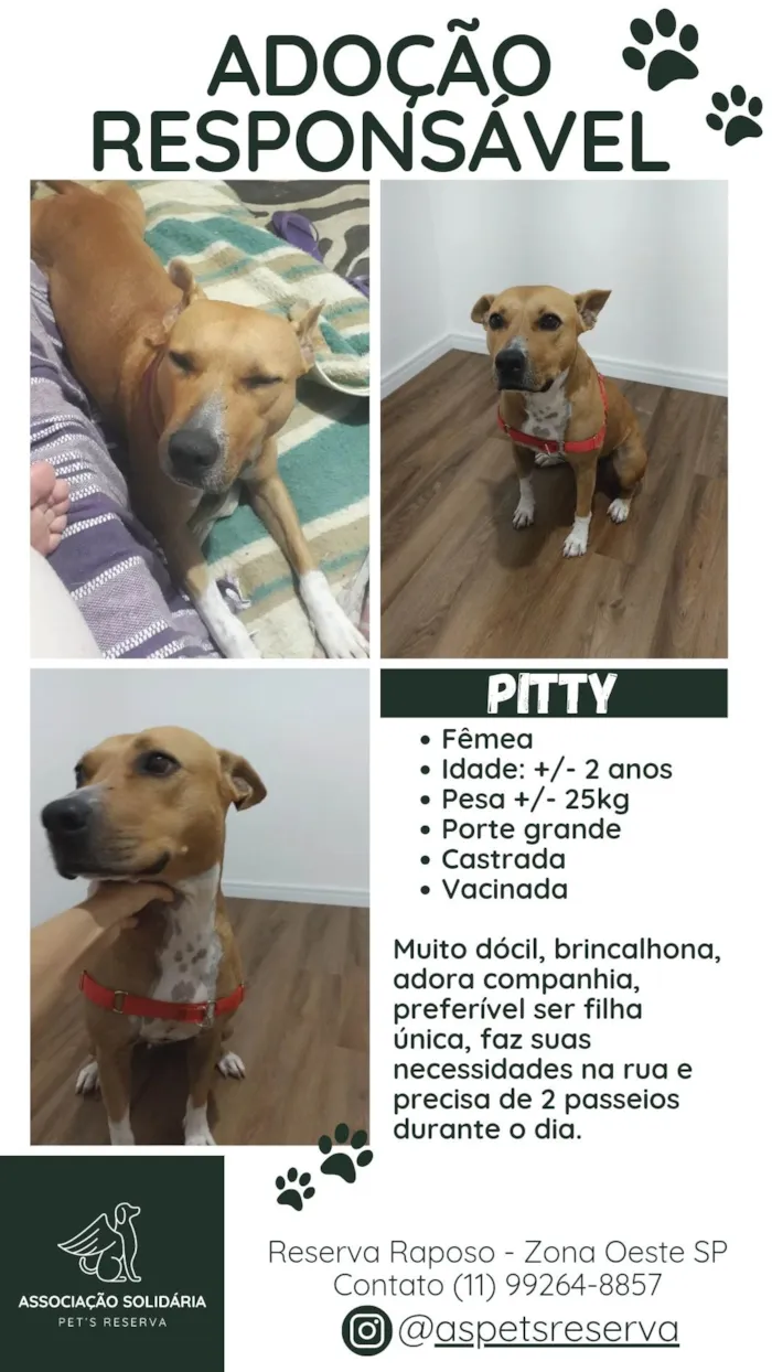 Cachorro ra a Pit-Bull idade 2 anos nome Pitty