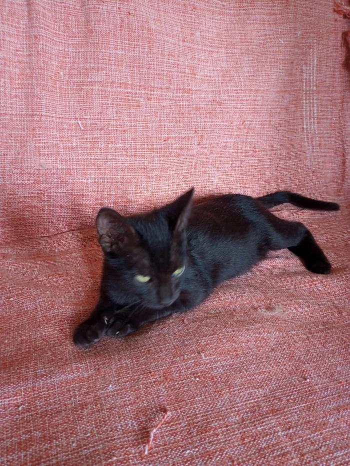 Gato ra a SRD  idade 2 a 6 meses nome Raul