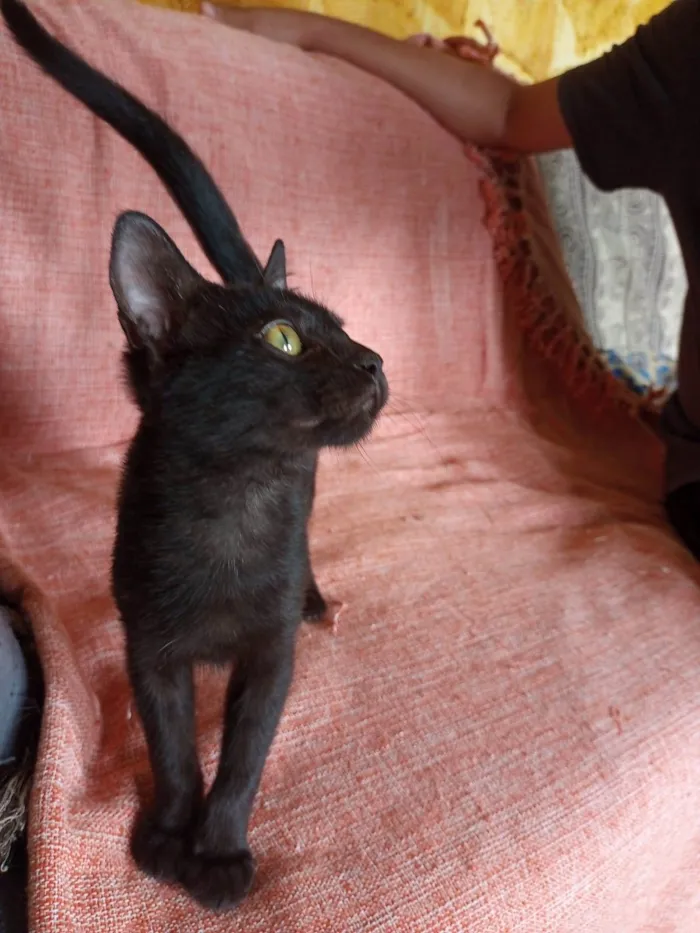 Gato ra a SRD  idade 2 a 6 meses nome Raul
