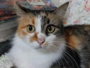 Gato raça SRD-ViraLata idade 2 anos nome AMORA