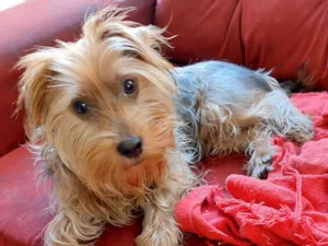 Cachorro raça Yorkshire idade 7 a 11 meses nome Odin 