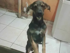 Cachorro raça SRD-ViraLata idade 2 a 6 meses nome Thor 