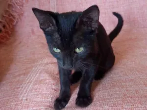 Gato raça SRD  idade 2 a 6 meses nome Raul