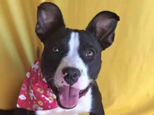 Cachorro raça Pit-Bull mix idade 2 a 6 meses nome Princesa