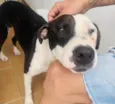Tigrão