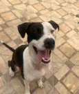 Tigrão