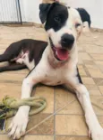 Tigrão