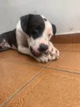 Tigrão