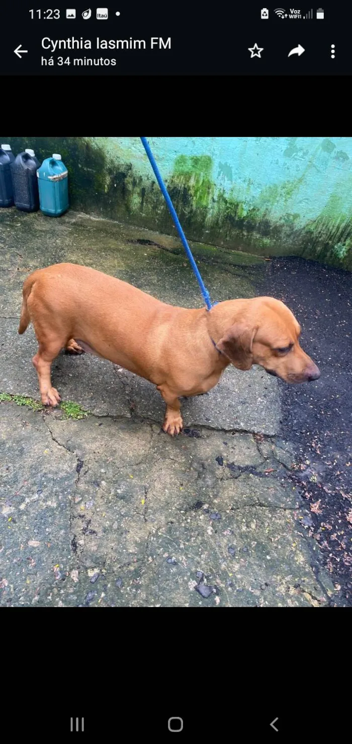 Cachorro ra a SRD-ViraLata idade 3 anos nome Calvin
