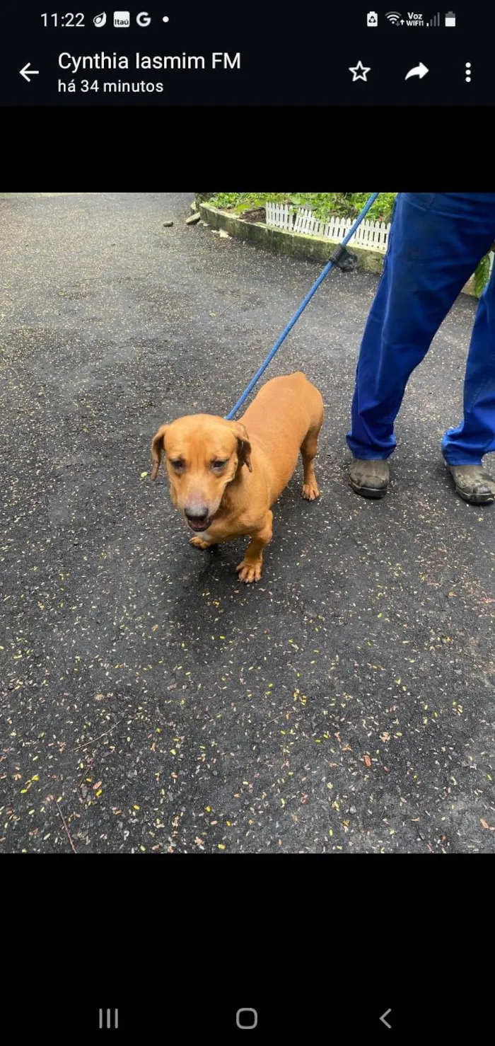 Cachorro ra a SRD-ViraLata idade 3 anos nome Calvin