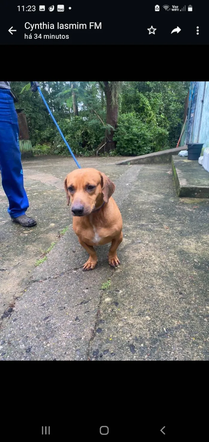 Cachorro ra a SRD-ViraLata idade 3 anos nome Calvin