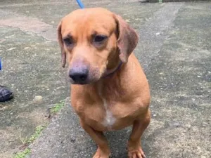 Cachorro raça SRD-ViraLata idade 3 anos nome Calvin