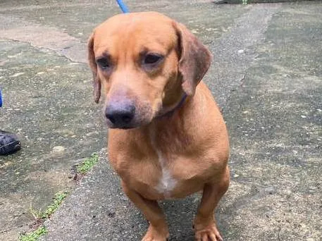 Cachorro ra a SRD-ViraLata idade 3 anos nome Calvin