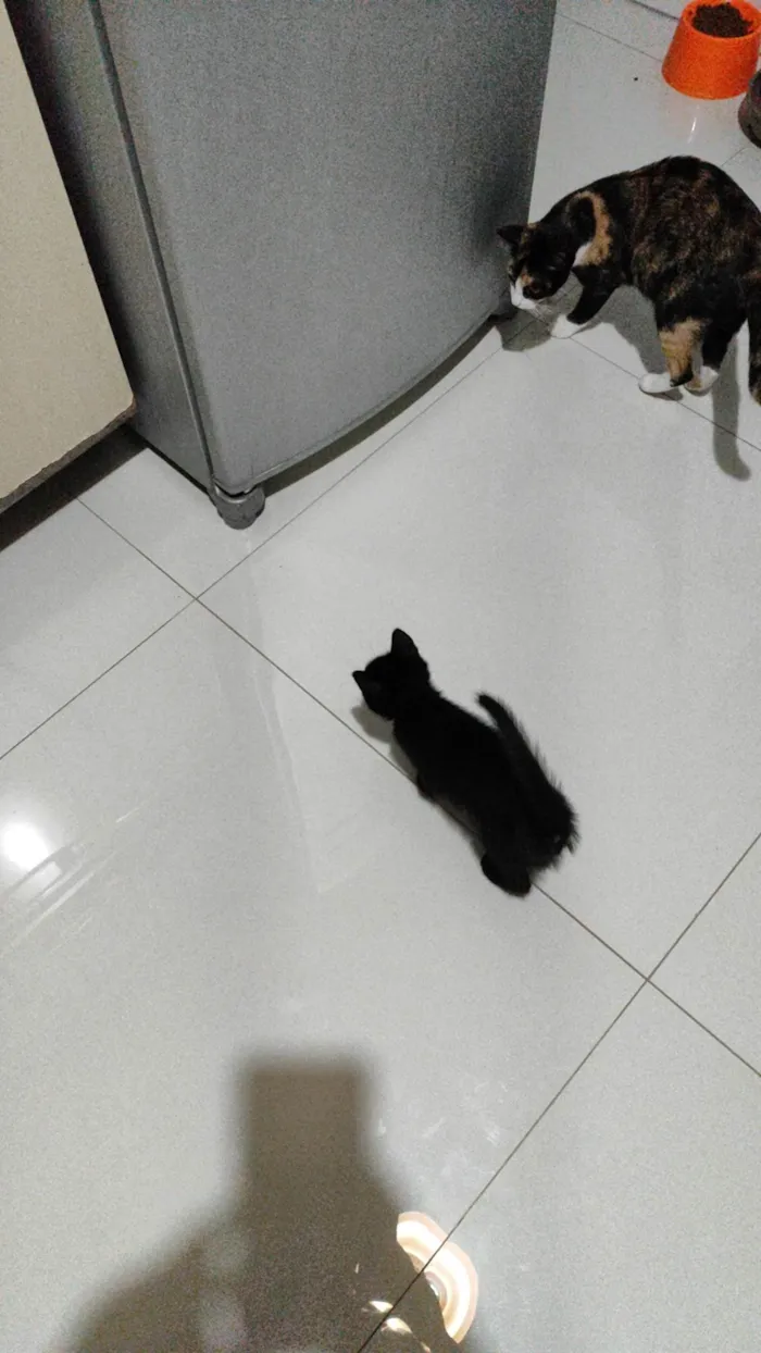 Gato ra a Não identifiquei  idade 2 a 6 meses nome Pepe e nenem