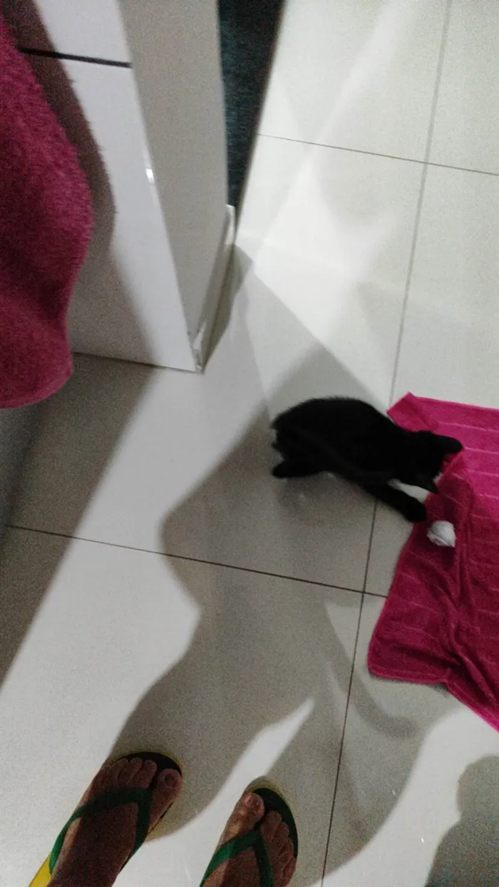 Gato ra a Não identifiquei  idade 2 a 6 meses nome Pepe e nenem