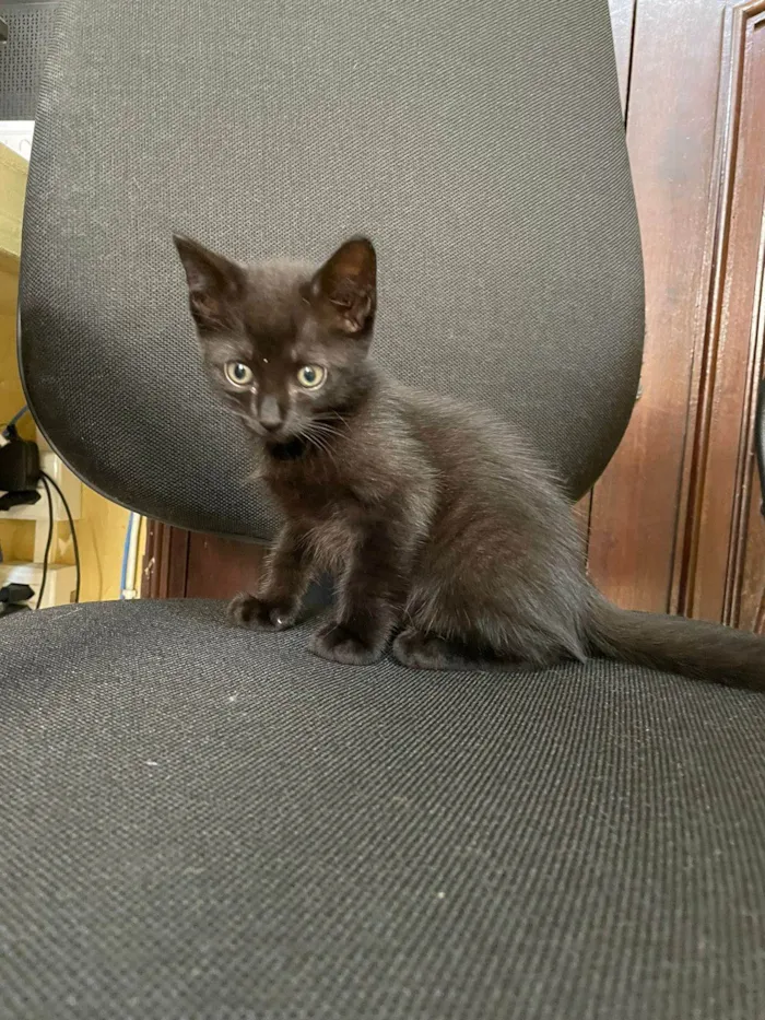 Gato ra a Não identifiquei  idade 2 a 6 meses nome Pepe e nenem