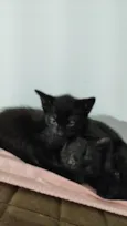 Pepe e nenem