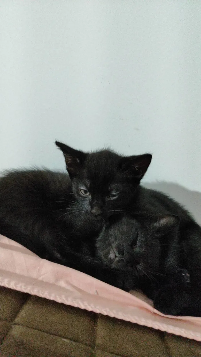 Gato ra a Não identifiquei  idade 2 a 6 meses nome Pepe e nenem
