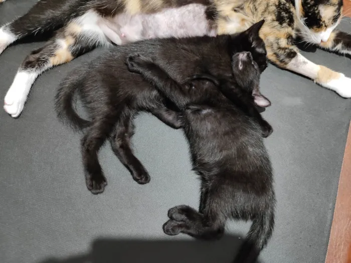 Gato ra a Não identifiquei  idade 2 a 6 meses nome Pepe e nenem