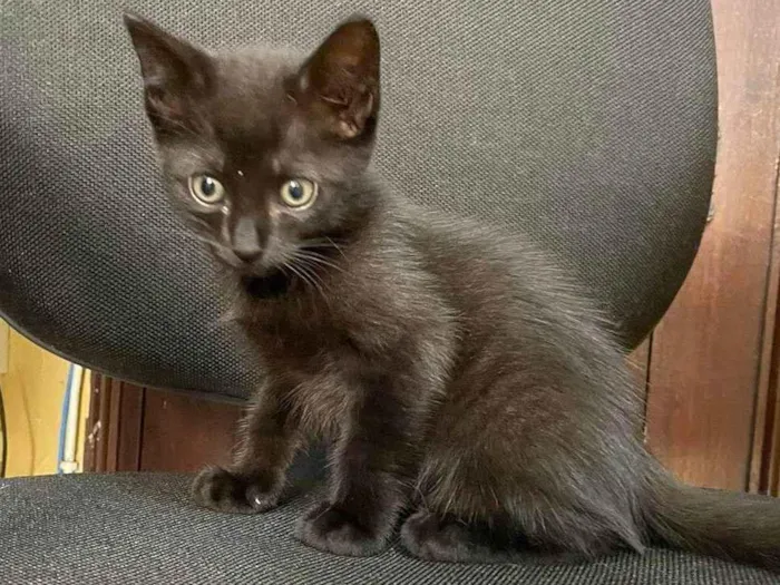 Gato ra a Não identifiquei  idade 2 a 6 meses nome Pepe e nenem