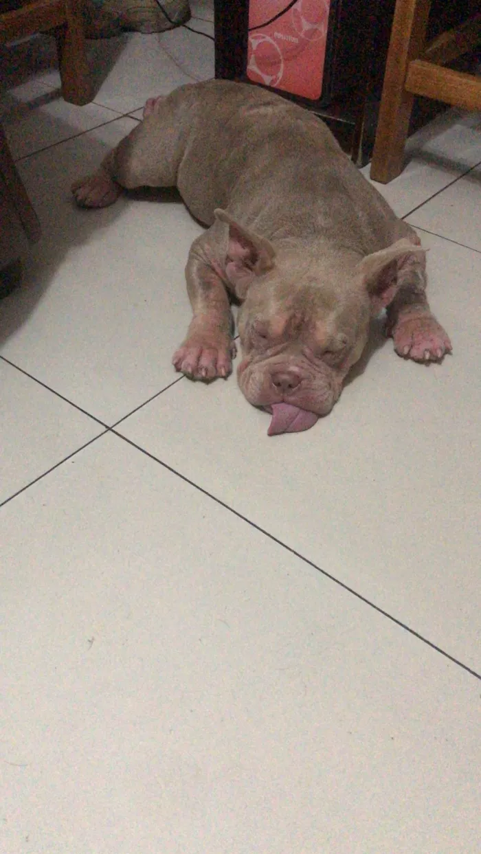 Cachorro ra a American Bully  idade 7 a 11 meses nome Pandora 